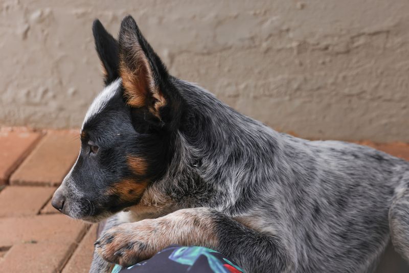 11 dog breeds whose instincts still set them apart today - plus 2 extraordinary companions 8 Australian Cattle Dog