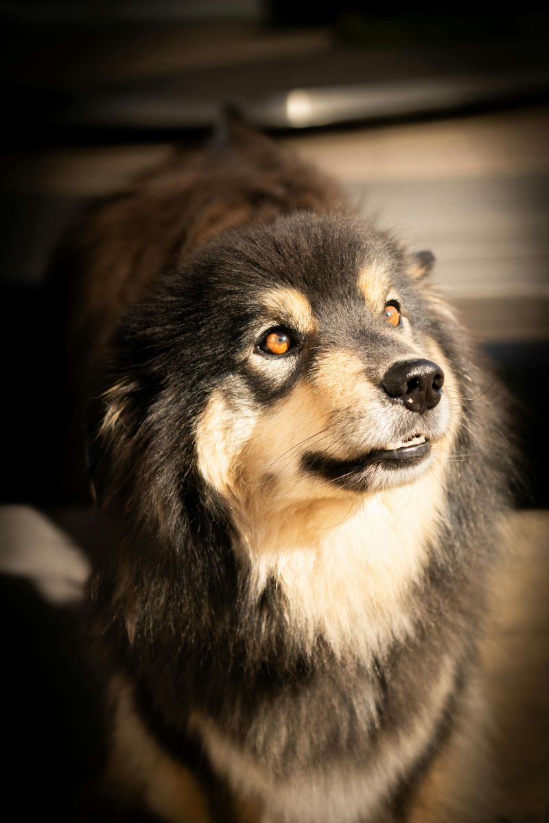 Finnish Lapphund