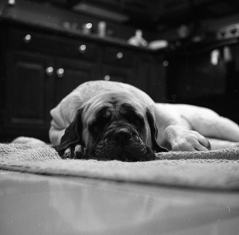 Mastiff