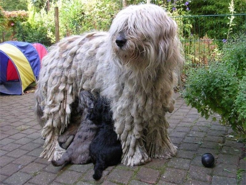 10 dog breeds with fascinating physical traits – plus 3 that always spark conversations 13 Bergamasco Sheepdog