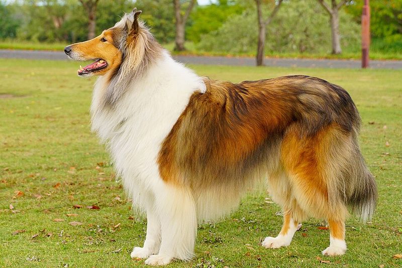 22 Large Dog Breeds That Show How Strength and Gentleness Can Coexist 12 Collie
