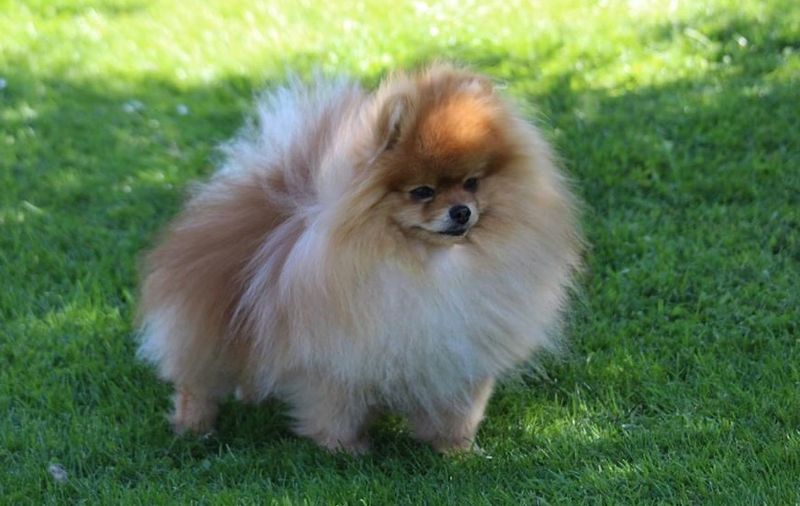 12 dog breeds that can make you reconsider how much your everyday behavior influences your pet 10 Pomeranian