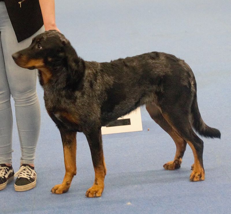 Beauceron