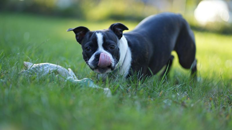 Boston Terrier