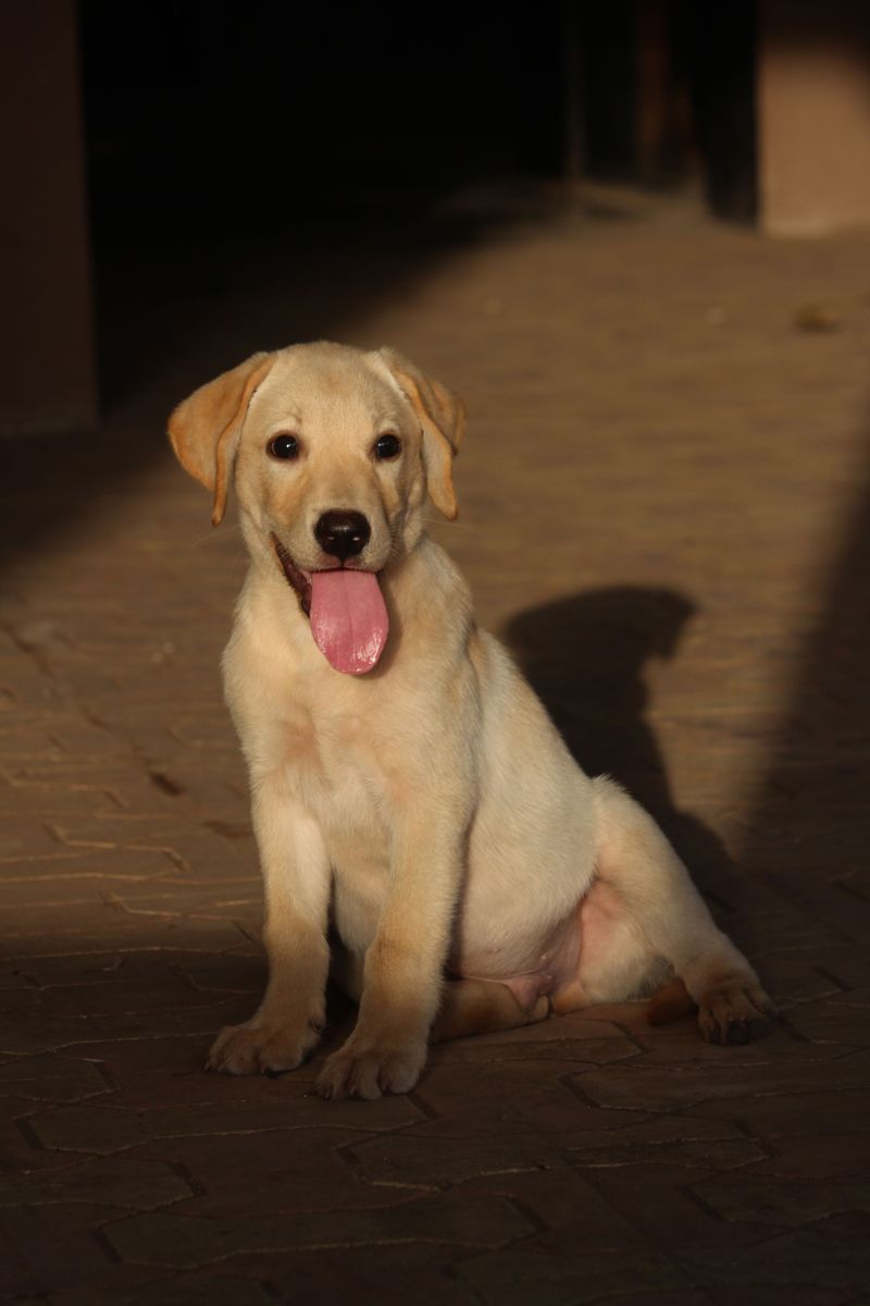11 dog breeds whose personalities continue to unfold over time - plus 3 that mature beautifully 6 Labrador Retriever