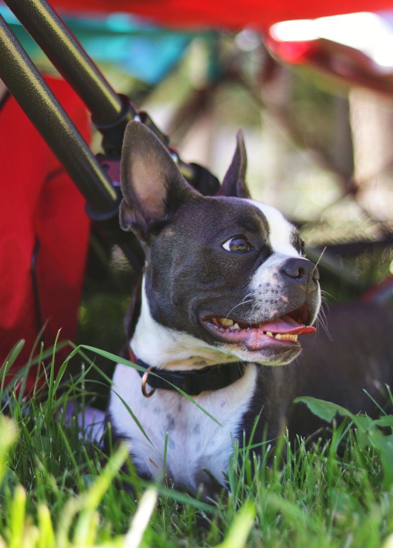 They protect their reputation in public - then unleash the chaos the moment nobody important is watching 8 Boston Terrier