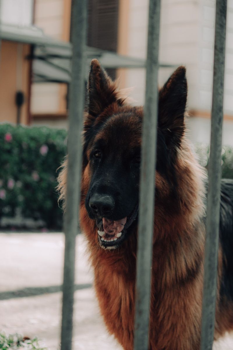 Built for serious jobs, these dog breeds combine powerful physiques with impressive jaws 3 German Shepherd
