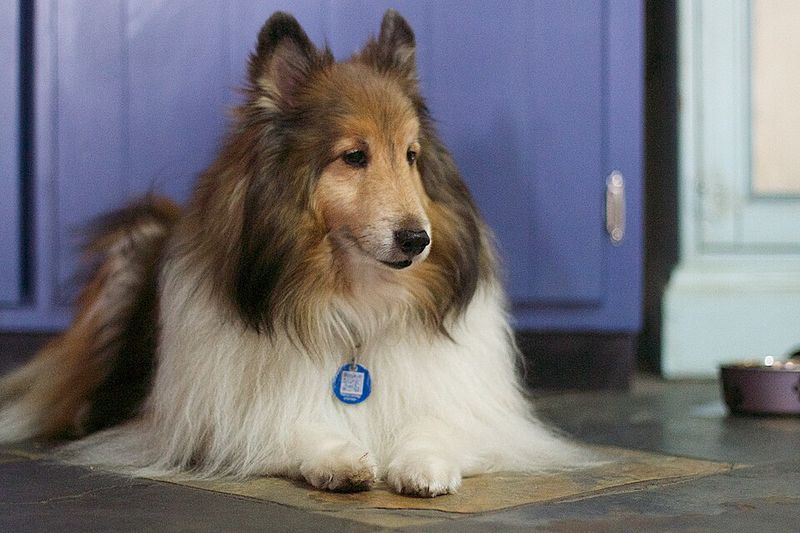 26 Dog Breeds Recognized for Their Unmistakable Vocalizations 22 Collie
