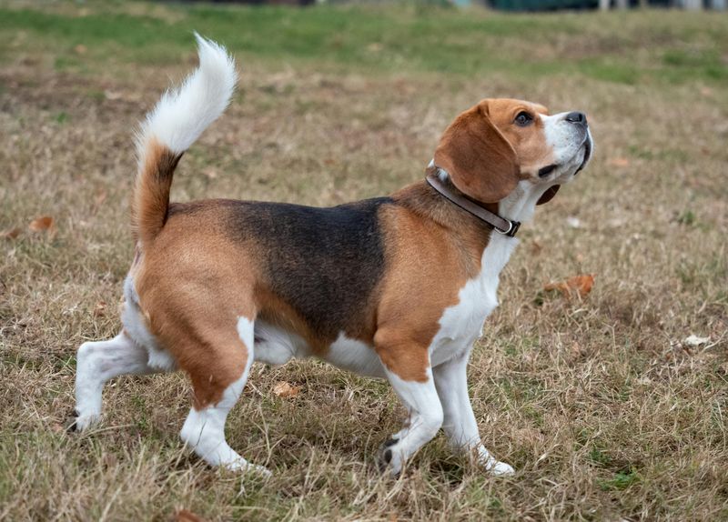26 Healthy Dog Breeds That Rarely Face Serious Medical Issues 2 Beagle