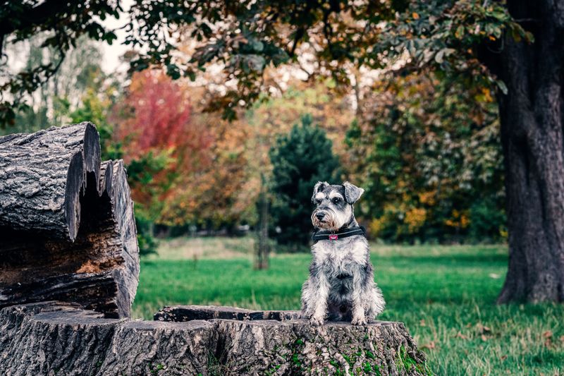 Short on space? These dog breeds may fit your home better than expected 7 Miniature Schnauzer