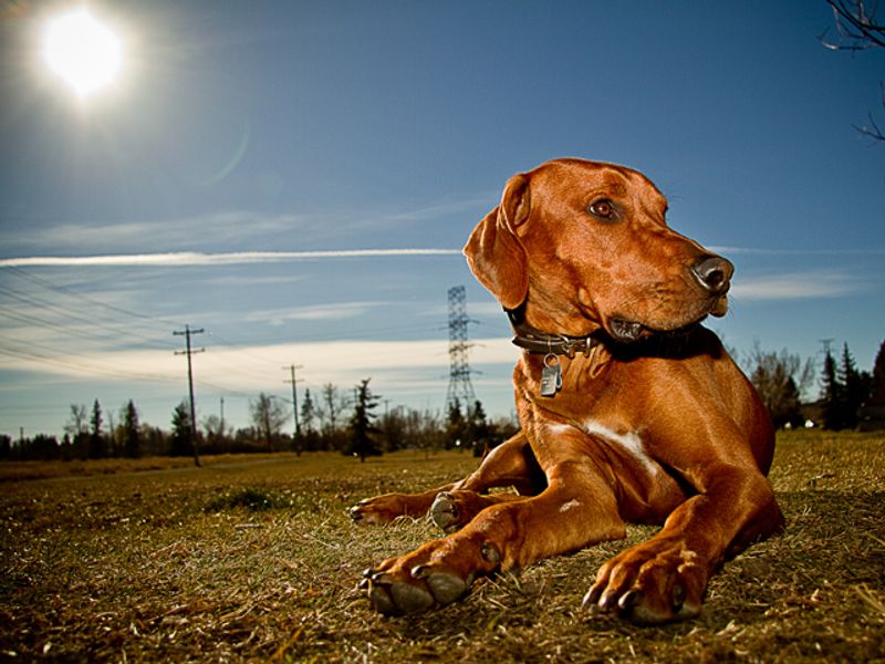 Living with these dog breeds can be incredibly rewarding - If you're ready for the challenge 14 Rhodesian Ridgeback