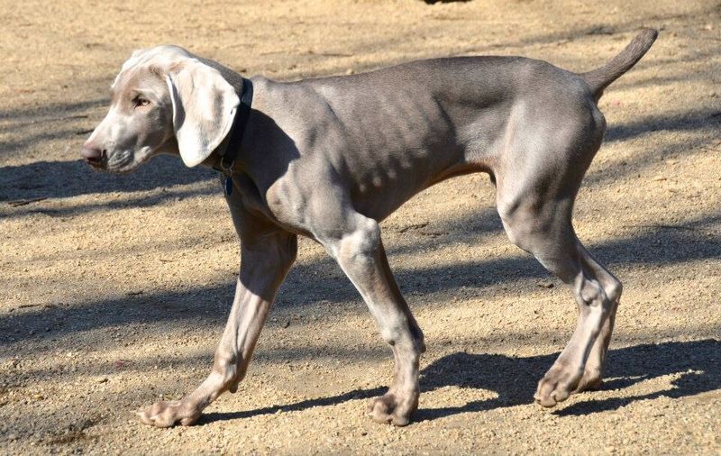 The “Easy Dog” Myth - 14 Dog Breeds That Fool New Owners Fast 10 Weimaraner