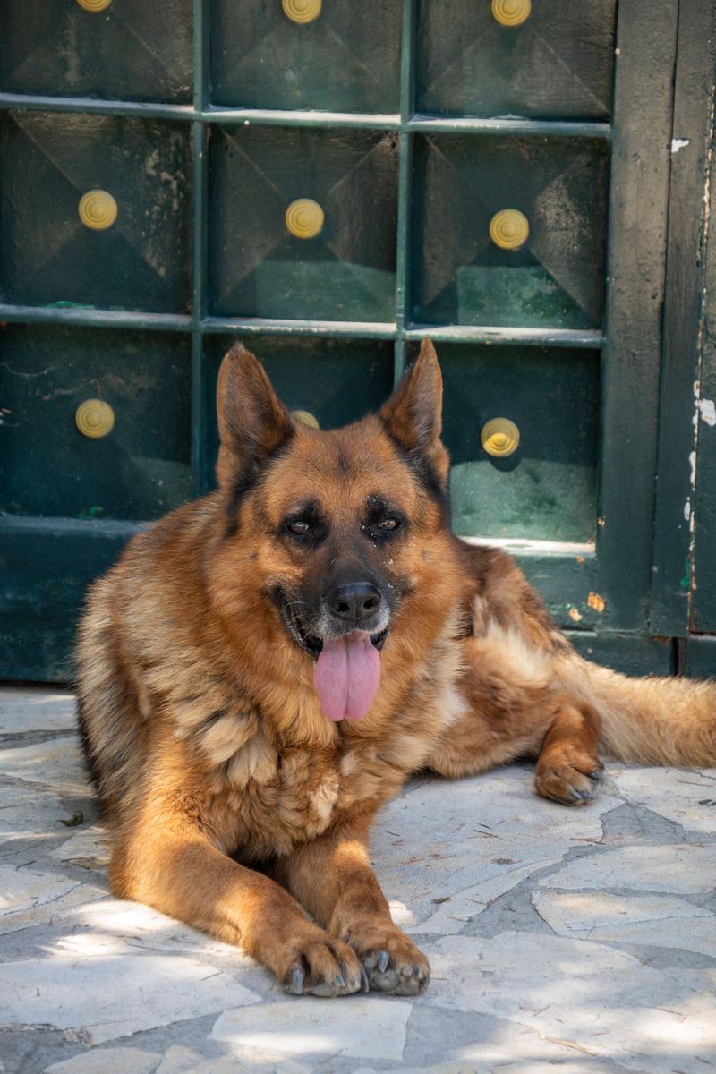 Praise fades quickly for these dog breeds - but routine stays with them 3 German Shepherd