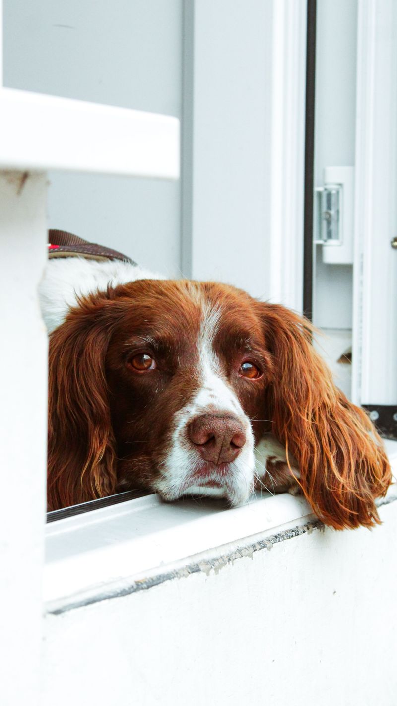 10 dogs that often choose their human over the horizon - plus 3 breeds more tempted to investigate 11 English Springer Spaniel