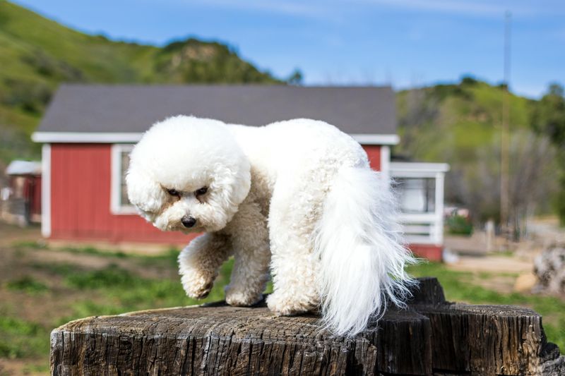 Bichon Frise