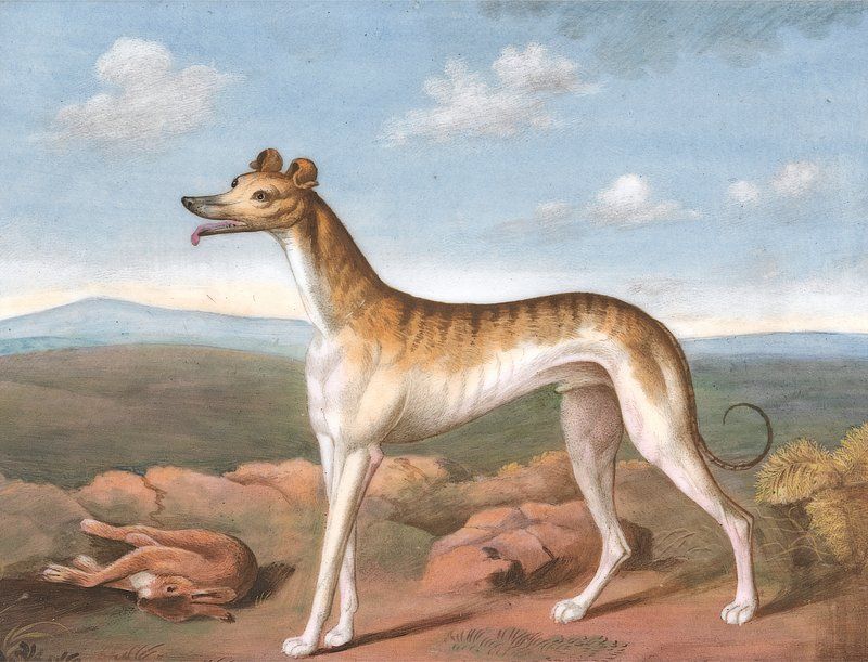 Greyhound