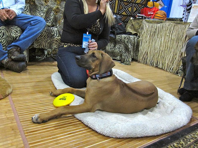 Rhodesian Ridgeback