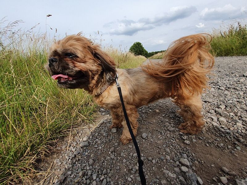 Looking for a champion nap partner? These dog breeds have impressive credentials 9 Shih Tzu