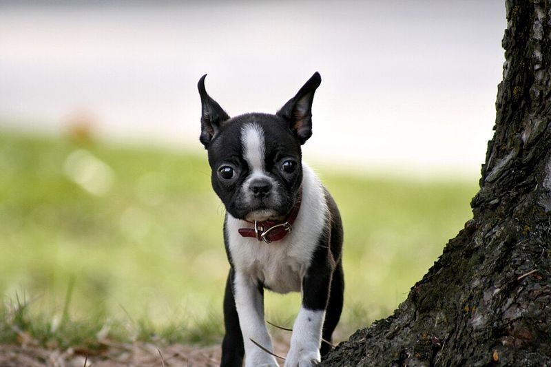 14 ultra-social dog breeds that act like everyone is their best friend 11 Boston Terrier