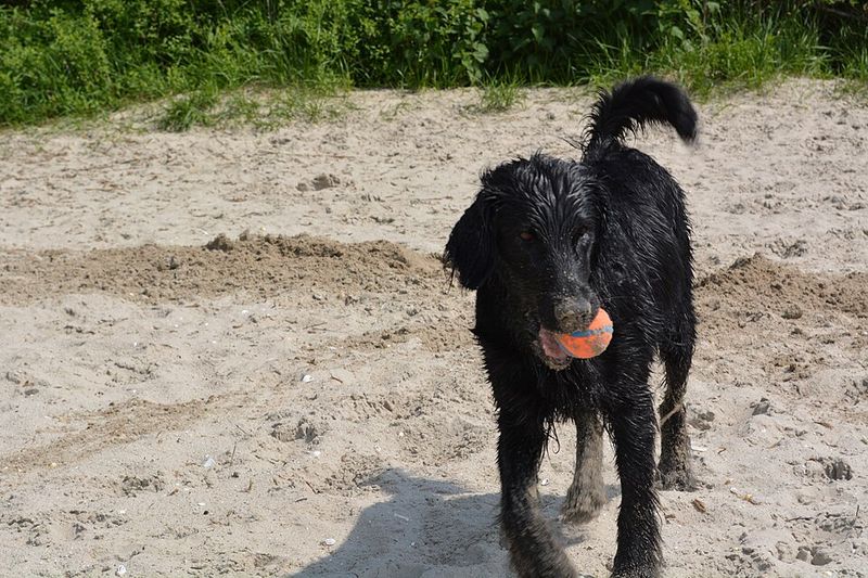 Some dog breeds don't need a perfect routine - they simply adapt and move forward 6 Flat-Coated Retriever
