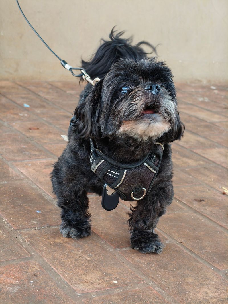 Shih Tzu: Royal Lap Warmer