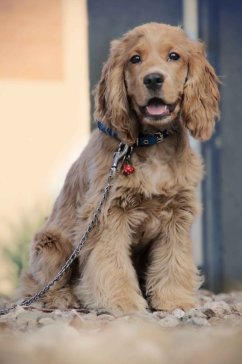 Your ordinary daily routine can become the most important thing in the world to these devoted dogs 12 Cocker Spaniel