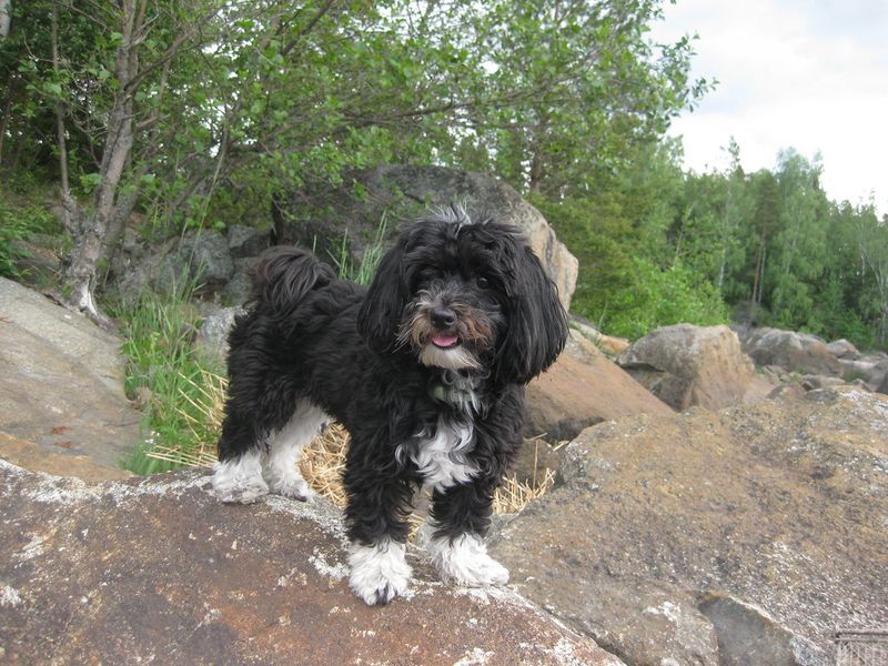 No dog is truly hypoallergenic - But these breeds may be easier for certain allergy-sensitive households to consider 6 Havanese