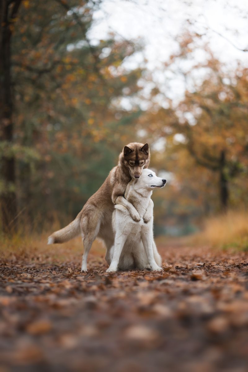 Siberian Husky