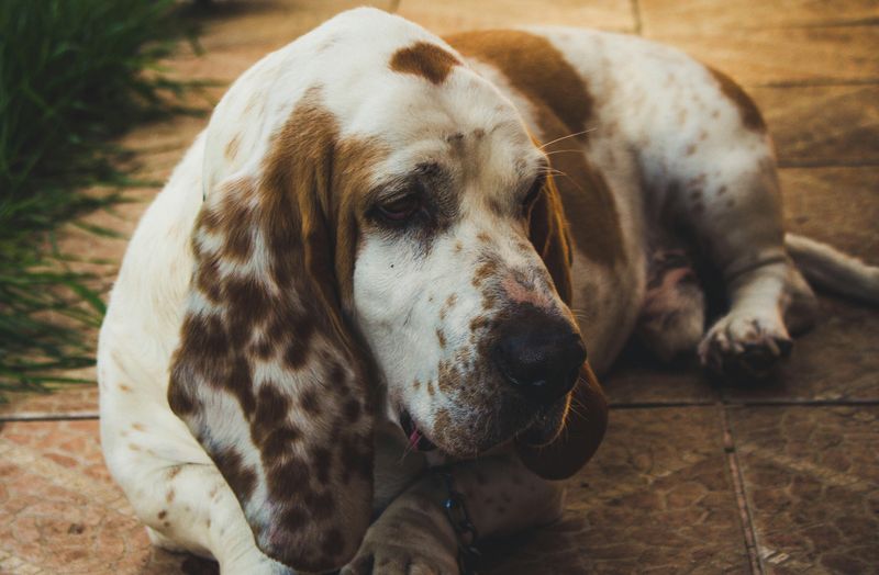 10 impressive dogs that dominate attention the moment they appear plus 5 calm breeds that bring the opposite energy 13 Basset Hound