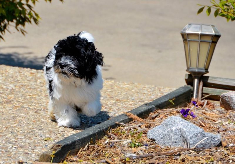 14 Dog Breeds That Are Prone to Motion Sensitivity - Try This Car-Prep Routine Before Your Next Trip 9 Havanese