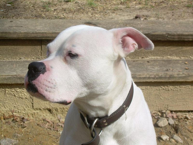 12 of the Strongest Dog Breeds in the World 13 American Bulldog