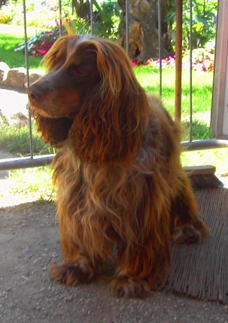English Cocker Spaniel