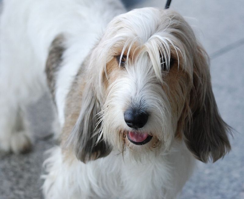 Petit Basset Griffon Vendéen