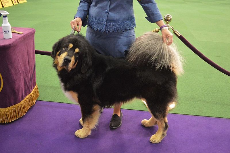 Tibetan Mastiff
