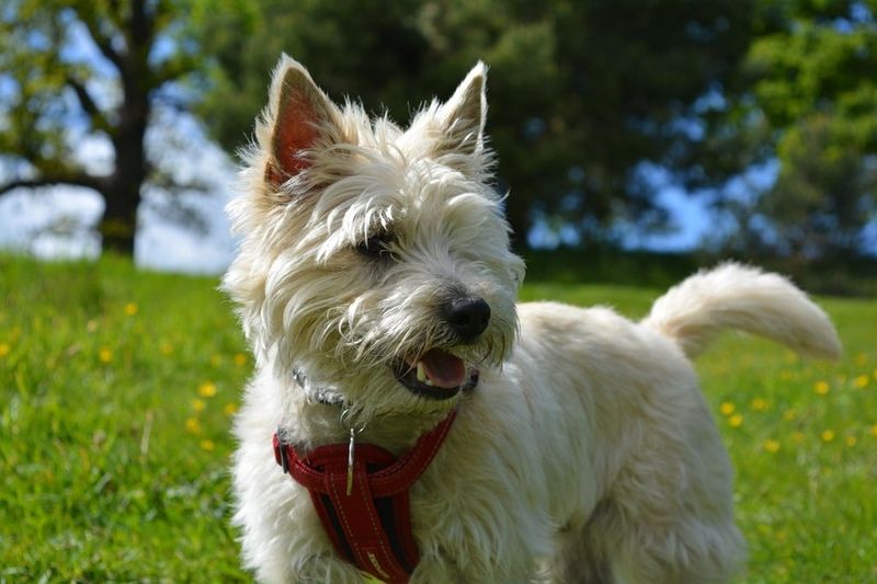 26 Compact Dog Breeds with Remarkable Courage and Confidence 8 Cairn Terrier