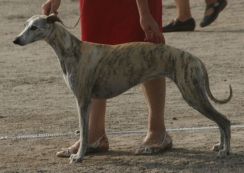 Whippet