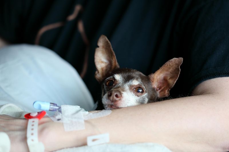 21 Interesting Facts About the Chihuahua - Small in Size, Big in Personality 21 Therapeutic Companions