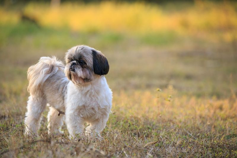 Long-lived dog breeds really do exist, and these 11 often reach 15 or older 5 Shih Tzu