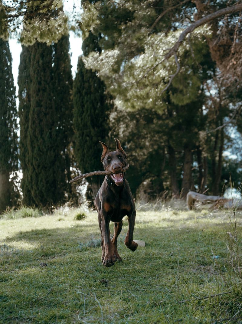Doberman Pinscher