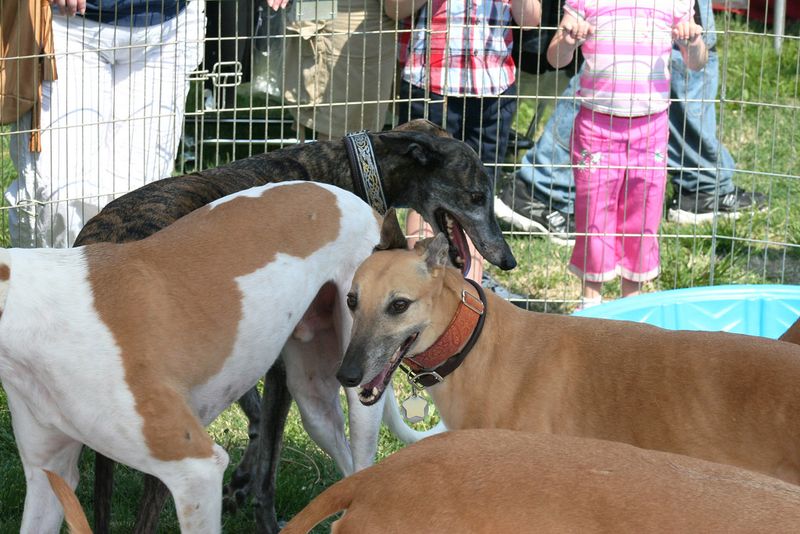 Stop measuring your dog's love by cuddles - Some of the strongest signals look completely different 11 Greyhound - the gentle lean and long sigh