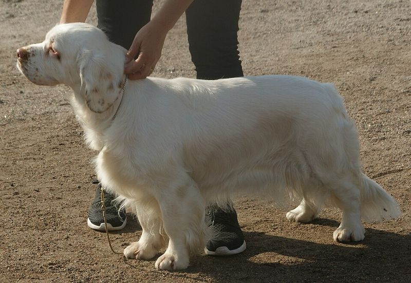 Some dog breeds are perfectly happy slowing life down once the adventure is over 14 Clumber Spaniel