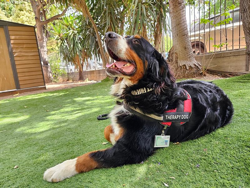 25 Social Dog Breeds That Thrive on Meeting New People 19 Bernese Mountain Dog