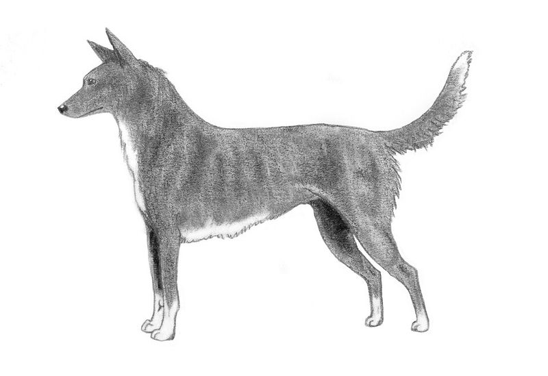 Tahltan Bear Dog