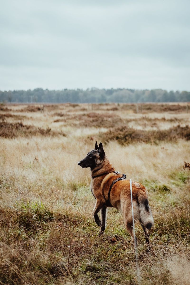 You don't have to say a word - These 15 dog breeds already know how you're feeling 15 Belgian Malinois