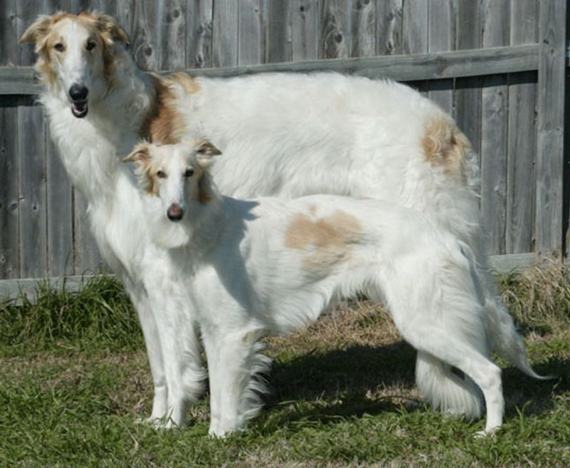 Silken Windhound
