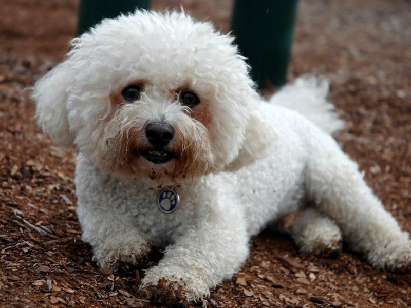 15 Dog Types That Are Happiest Living In Small Apartments 11 Bichon Frise