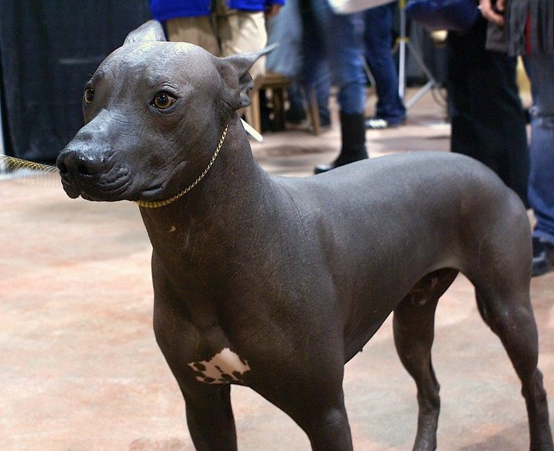 13 Dog Breeds That Inspired Local Myths And Ghost Stories 4 Xoloitzcuintli