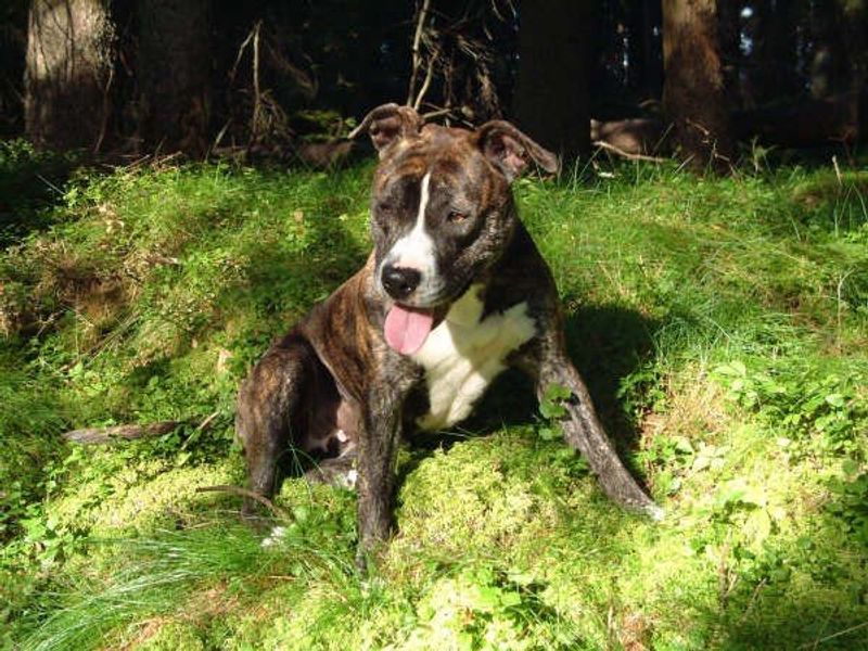 16 dog breeds that stay sweet indoors but switch on guard mode instantly 15 American Staffordshire Terrier