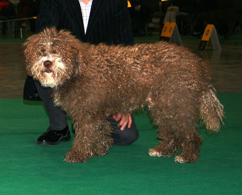 Spanish Water Dog