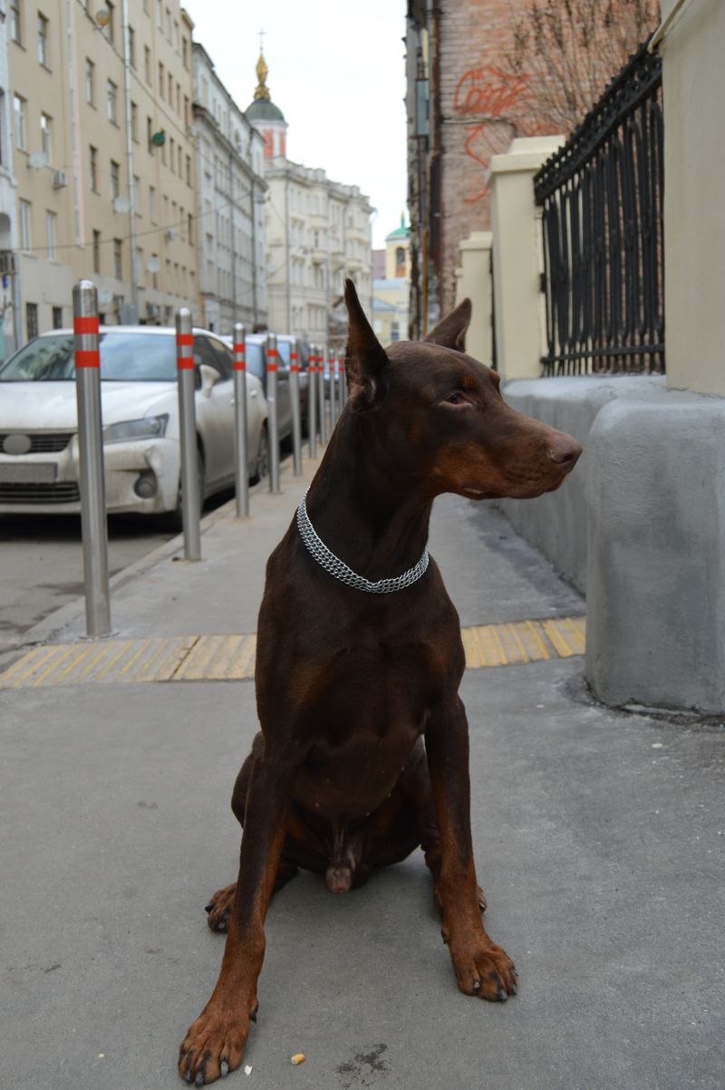 Doberman Pinscher